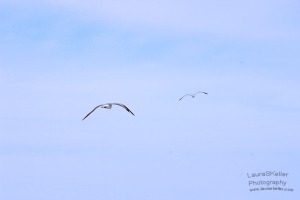 Far Rockaway birds flying over beach
