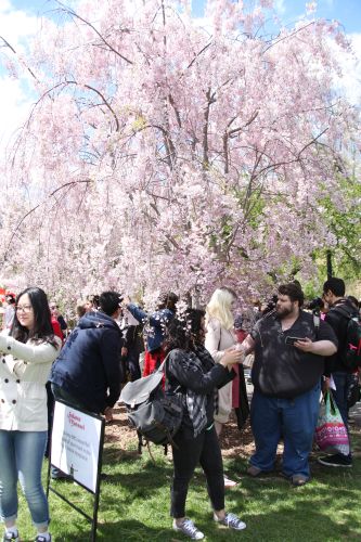 Cherry Blossom crowds